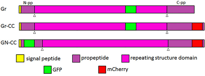 開発した可視化I型プロコラーゲンの模式図