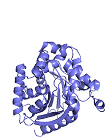 ウミシイタケ由来発光酵素RLuc（36 kDa）