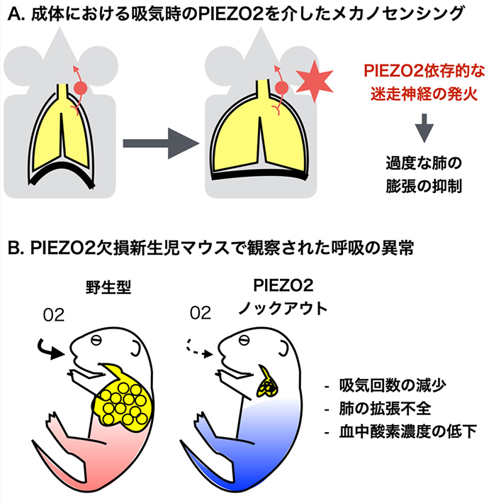 呼吸パターンの調節におけるPIEZO2の寄与について