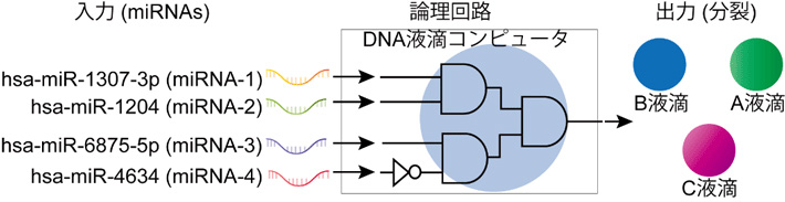 図1 液滴の分裂に基づくmiRNAの感知機能と論理計算機能を有するDNA液滴コンピュータの概念図。miRNA-1、miRNA-2とmiRNA-3が存在し、かつmiRNA-4が存在しない場合、DNA液滴が3つの液滴（赤・緑・青）に分裂する。