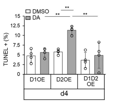 図5. D1受容体を強制発現させた（D1OE）β細胞、D2受容体を強制発現させた（D2OE）β細胞、D1とD2の両方の受容体を同時強制発現させた（D1D2OE）β細胞における、培養4日目（d4）のTUNEL法での陽性細胞の割合