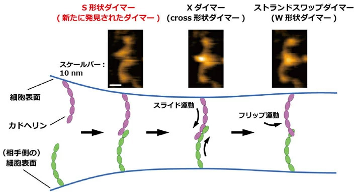 図1 高速AFMで観察された3つの結合様式のカドヘリンのダイマー像（上図）と結合過程のモデル（下図） 高速AFM観察から、カドヘリンが細胞と細胞をつなぐ過程において、S形状ダイマーがスライド運動することでXダイマーを形成し、さらにXダイマーがフリップ運動することで、ストランドスワップダイマーを形成して、細胞間接着が進行するプロセスを提案している。
