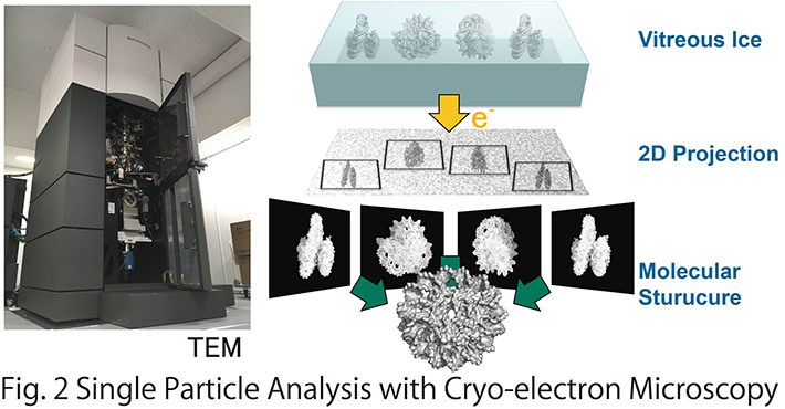 Fig.1 Single Particle Analysis with Cryo-electron Microscopy
