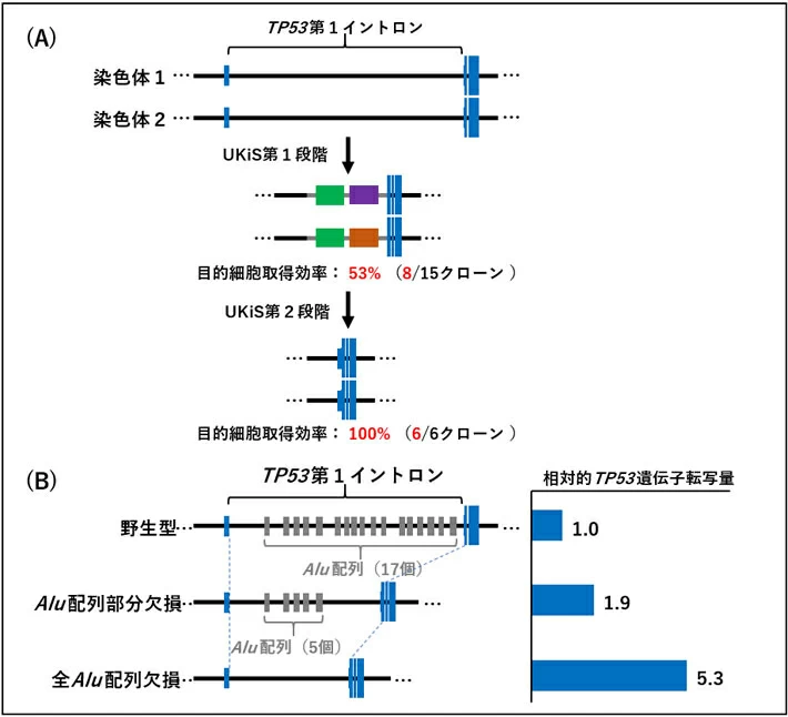 図2. UKiSによるTP53遺伝子第1イントロン改変効率と、TP53転写への影響の検証