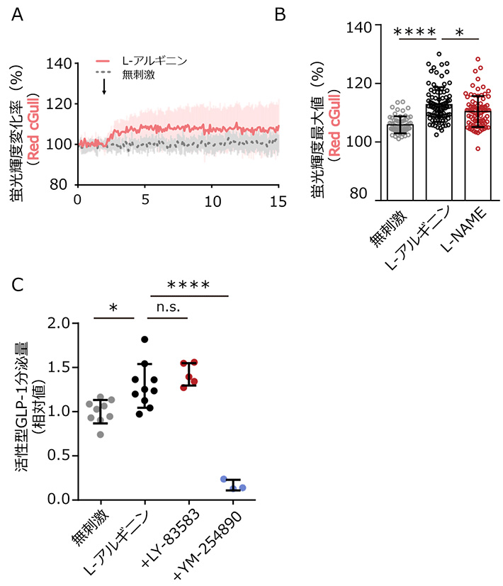 図4 L-アルギニンのGLP-1分泌への効果 （A）小腸内分泌細胞株STC-1細胞に、10 mM L-アルギニンを投与した際のRed cGullの蛍光輝度変化率（%）。（B）小腸内分泌細胞株STC-1細胞に、10 mM L-アルギニン単独または、一酸化窒素合成合成酵素阻害剤L-NAMEを共投与した際のRed cGullの最大蛍光輝度（%）。p < 0.0001 (****), p = 0.0419 (*) （C）小腸内分泌細胞株STC-1細胞に、10 mM L-アルギニン単独または、グアニル酸シクラーゼ阻害剤LY-83583を共投与した際の活性型GLP-1分泌量の相対値。p = 0.0103 (*), p = 0.5639 (n.s.), p < 0.0001 (****)（Development of a red fluorescent protein-based cGMP indicator applicable for live-cell imaging Takizawa et al., Communications Biology, 2022より一部改変）