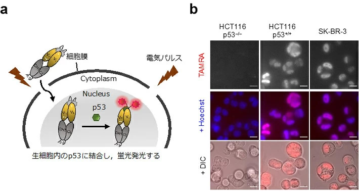 p53 Intra Q-bodyの実験スキーム（a）と共焦点顕微鏡画像（b）。p53を発現しないHCT116p53(–/–)は殆どTAMRA由来の蛍光を示さないが、他のヒトがん細胞は細胞核（Hoechstで青色に染色）で顕著な蛍光を示す