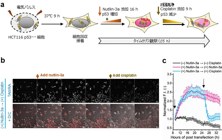 p53 Intra Q-bodyとHCT116細胞を用いたライブイメージングの実験スキーム（a）と顕微鏡画像（b）、核内の蛍光強度（c)。作用機序の異なる2種類の抗がん剤Nutlin-3aとCisplatinによる処理で、異なるp53発現量変化が観察された。