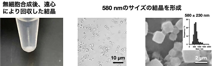 図2.無細胞タンパク質合成系により結晶化した多角体結晶