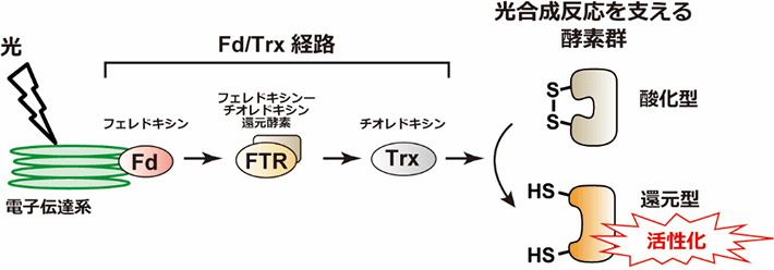 酸化還元制御システムを構成するFd/Trx経路。光合成電子伝達系によって生産された還元力を標的となる酵素へと伝達して活性化する。光合成反応を支える複数の酵素がこの制御を受けている。