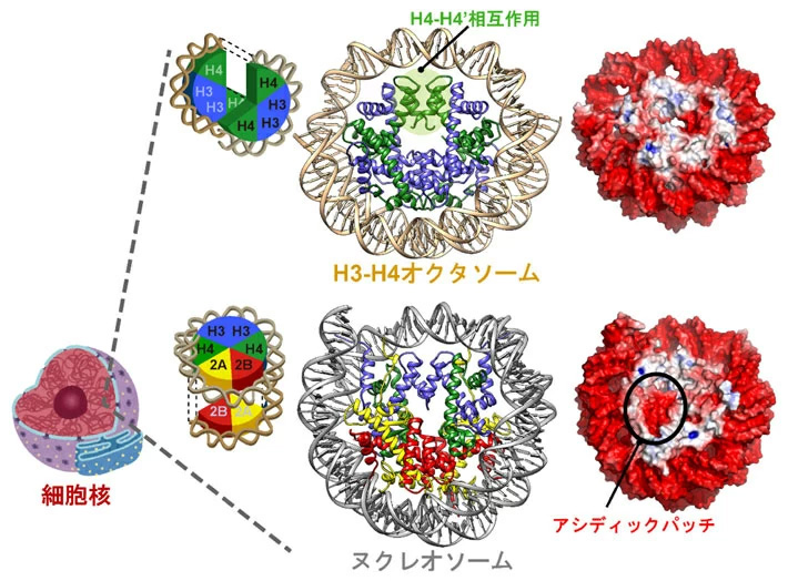 図1 本研究で得られたH3-H4オクタソームの立体構造 クライオ電子顕微鏡解析によって、H3-H4オクタソームは通常のヌクレオソームと似通った概形を持ちながら、H4-H4’同士の特徴的な相互作用を持ち、クロマチン結合因子の足場となるアシディックパッチを持たないユニークな構造をとることが明らかになりました。