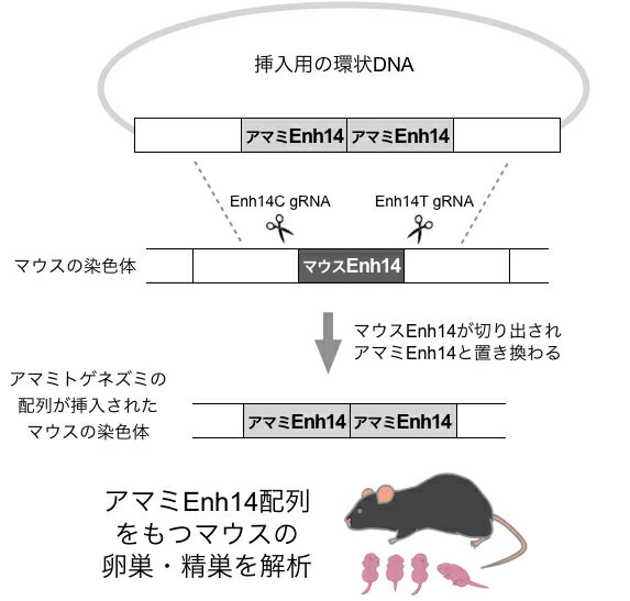 ゲノム編集マウスの作成過程