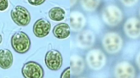 藻類の「眼」が正しく光を察知する機能を解明