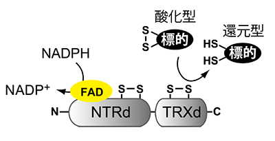 NTRCの分子構造と反応の模式図。タンパク質のアミノ基末端側（図ではNと表示）にNADPH-チオレドキシン還元酵