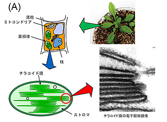 光合成の場である葉緑体の模式図（A）植物の葉／細胞／葉緑体。チラコイド膜の電子顕微鏡写真は村上悟先生（東京大学名誉教授・故人）の提供による。