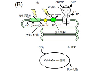 光合成の場である葉緑体の模式図（B）葉緑体チラコイド膜の電子伝達系と葉緑体ストロマのCalvin-Benson回路の模式図。