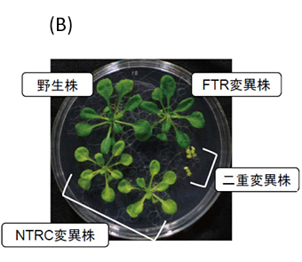 FTR/Trx経路とNTRC経路はそれぞれ異なる還元力伝達経路によって協調的に葉緑体の機能調節と植物の生長を支える。