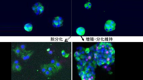ドーパミンD2受容体を介して 膵臓のβ細胞量が調節される