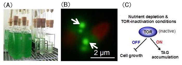 藻類培養の様子（A）　TORキナーゼ活性の人為的制御による油脂（図中の矢印）の蓄積誘導（B）とその制御モデル（C）