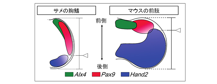 図2 サメの胸鰭原基では前側領域 (Alx4, Pax9) が広く、マウスの前肢芽では後側領域 (Hand2) が広い(Onimaru et al., 2015)。