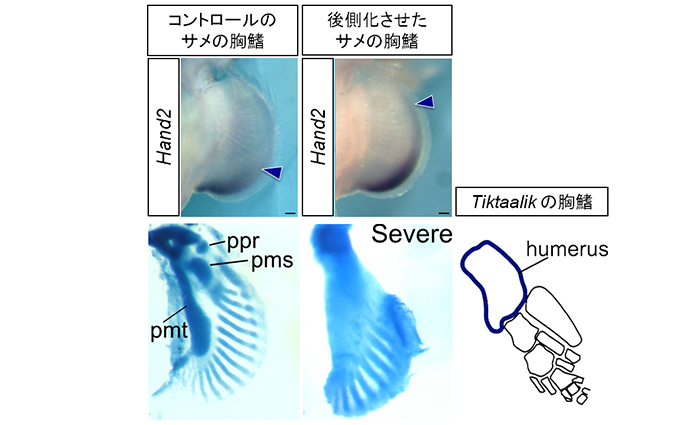 図3 サメの胸鰭原基の後側領域を人為的に広くすると、Tiktaalik(上陸したばかりの両生類)の胸鰭のように根元の骨が1つになる。鰭から四肢への進化の過程では、鰭が後側化することが重要だったのだろう(Onimaru et al., 2015)。