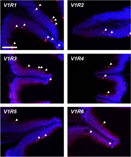 嗅上皮におけるV1R遺伝子の発現　Ota, Nikaido et al. (2012)