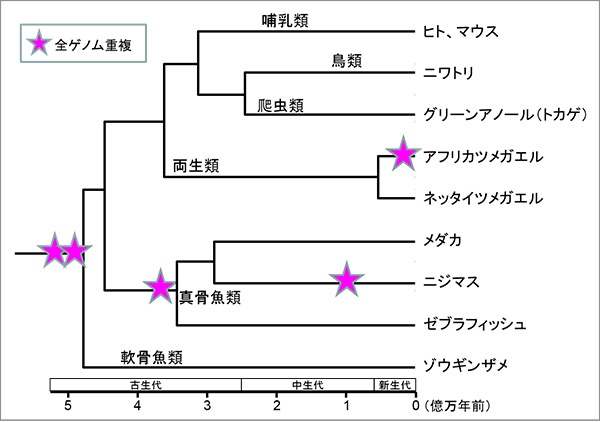 脊椎動物の系統樹と全ゲノム重複。系統樹は分類群の分岐年代に従って表し、右端にゲノム解読された動物名を示す。全ゲノム重複（星印）は、脊椎動物の共通祖先種で約5億年前に2回起きたとされている。さらに真骨魚類の共通祖先種では約3.2億年前に3回目の全ゲノム重複が起き、ニジマスの系統では1億年前にさらに4回目の全ゲノム重複が起きた。両生類ではアフリカツメガエルの系統で1800万年前に3回目の全ゲノム重複が起きた。