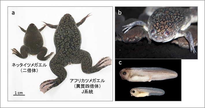 アフリカツメガエルとネッタイツメガエル。（a）成体メスの比較。外見は良く似ているが、アフリカツメガエルの方がネッタイツメガエルより大きい。（b）頭部の拡大図。アフリカツメガエル（上）とネッタイツメガエル（下）では顔つきが異なる。このアフリカツメガエルは近交系のJ系統である。（c）胚の比較。アフリカツメガエル（上）とネッタイツメガエル（下）の胚。アフリカツメガエルとネッタイツメガエルの卵の直径はそれぞれ1.2 mmと0.7 mmであり、アフリカツメガエルの方が大きく、この時期の胚も大きい。