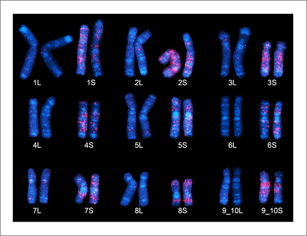アフリカツメガエルのサブゲノムの同定。サブゲノムSに特異的な“化石化”DNA配列を用いて、染色体（青）をFISH法で赤く染色したもの。染色体1番～9番（9_10番）のSの染色体により多くの赤い染色が見られる。これらは祖先種Sに由来したものと考えられる。9番目の染色体は、ネッタイツメガエルの9番と10番染色体が融合した染色体に相当するため染色体9_10番と呼ぶ。
