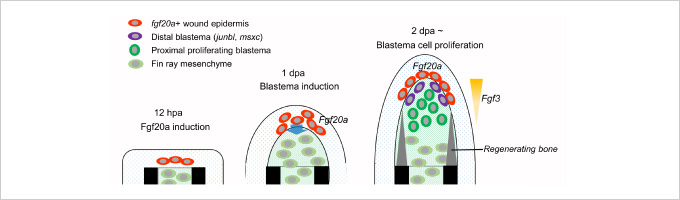 図2. 再生細胞の移植とシグナルの遺伝学的操作からわかったFgfシグナルの作用