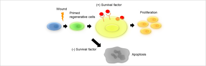図5. 再生細胞の生存・増殖には、造血細胞に由来する生存因子を必要とする
