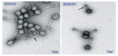 黄色ブドウ球菌（S. aureus）ファージの電子顕微鏡写真