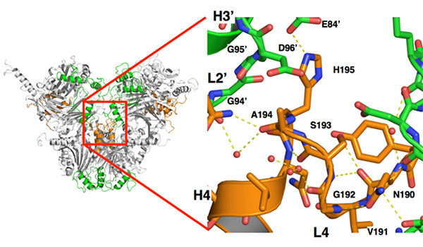 野生型多角体の結晶構造。分子界面に存在するL4ループ上のアミノ酸残基（192 - 194番目）を欠損した変異体を合成した。