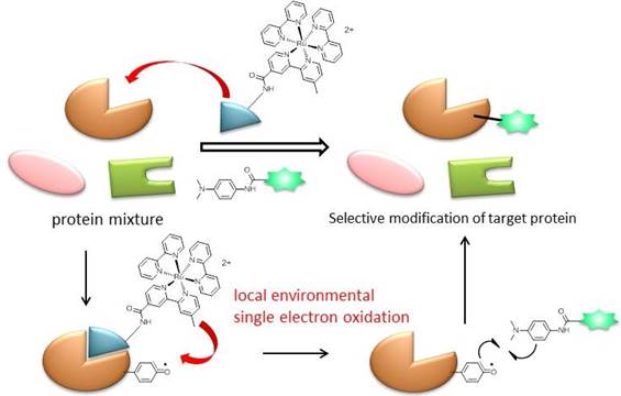 図9 リガンド結合型Ru光触媒による標的タンパク質選択的ラベル化法