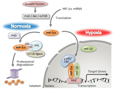 図2 HIF- 1αによる血管新生因子産生亢進メカニズム