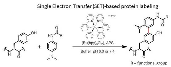 図 Ru(bpy)3錯体を一電子酸化触媒として用いたTyr残基の化学修飾法