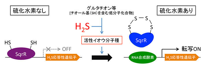 SqrRタンパク質の硫化水素に応答した遺伝子発現制御
