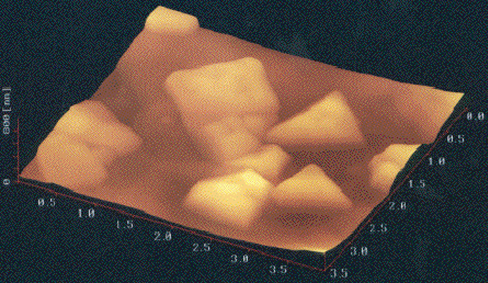 三角形平板状の形態を有する高度好塩性古細菌の原子間力顕微鏡イメージ