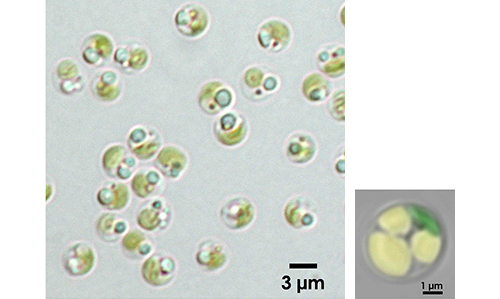オイル高生産藻ナンノクロロプシス