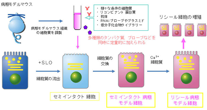セミインタクト細胞リシール法の概略