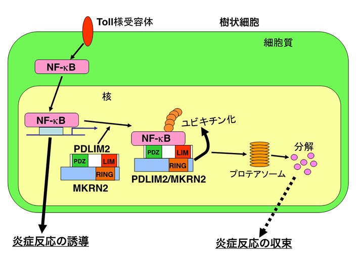 MKRN2およびPDLIM2による炎症反応制御機構