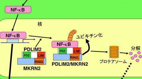 炎症反応を制御する新たな分子MKRN2を発見