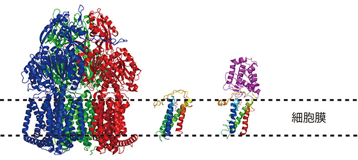 これまでに結晶構造を明らかにした膜蛋白質の例