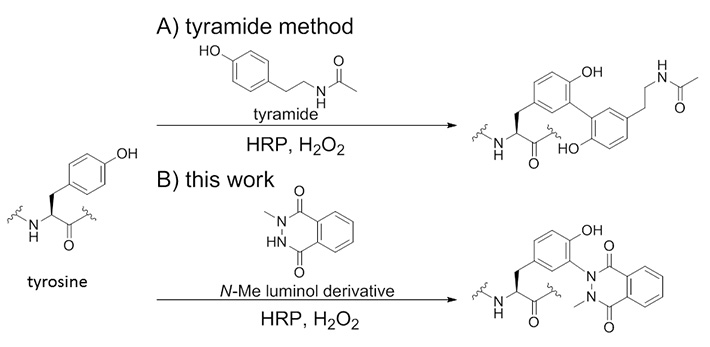 HRPを触媒とするチロシン修飾法　（A）チラミド法（B）今回我々が見出した方法