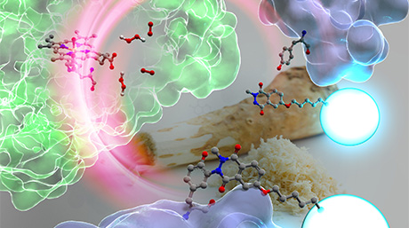 Horseradish Peroxidaseを利用したタンパク質チロシン残基のラベル化法の開発