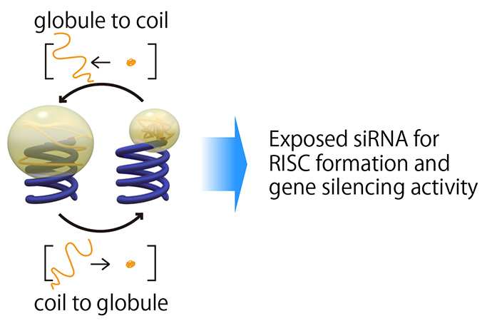 高分子のcoil-globule転移と遺伝子発現抑制のイメージ