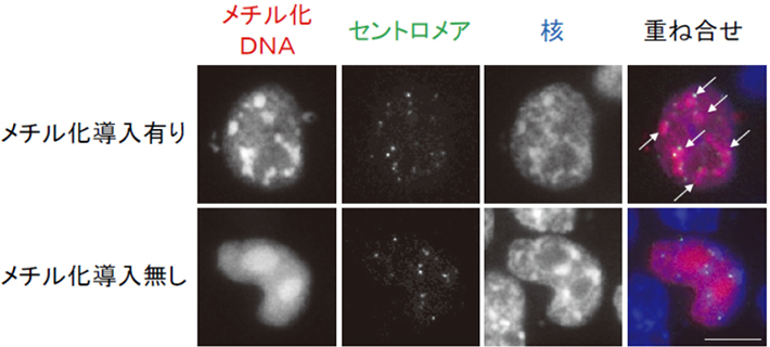 DNAメチル化酵素欠損マウスES細胞内でのペリセントロメアへのDNAメチル化導入