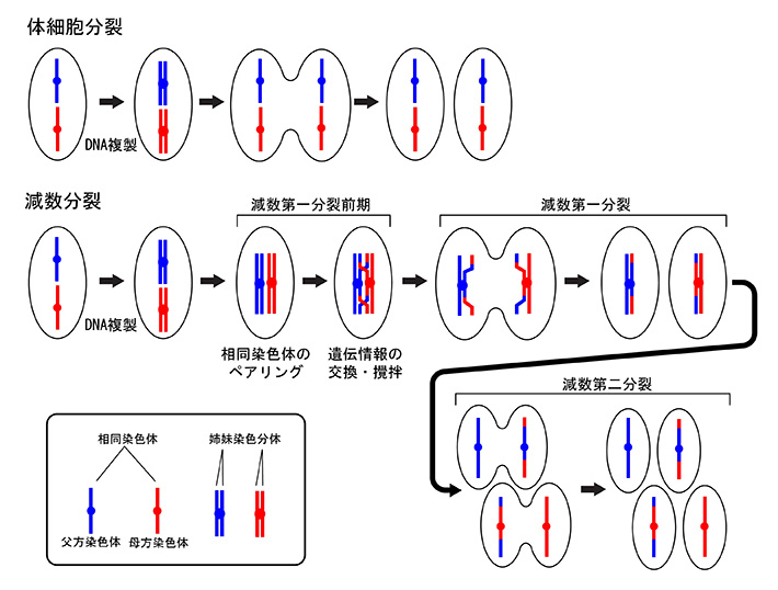 体細胞分裂と減数分裂の違い。減数分裂の大きな特徴はその第一分裂にある。減数第一分裂前期においては相同染色体同士がお互いを認識して接着し、その遺伝情報を交換する。また、減数第一分裂では相同染色体が分配されるが、これは姉妹染色分体が分配される体細胞分裂や減数第二分裂とは大きく異なる。