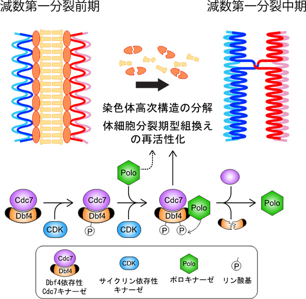 減数分裂期の染色体高次構造の解離を指揮するシグナリングネットワーク。減数第一分裂前期から中期にかけて、染色体高次構造は急速に染色体から解離するが、その過程には細胞周期の制御に関わる3つのタンパクキナーゼが関与している。その制御において中心になるのが Dbf4依存性Cdc7キナーゼの調節因子Dbf4のリン酸化である。