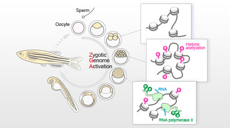 発生過程の胚での最初の遺伝子発現のきっかけを作る重要なヒストン修飾を発見