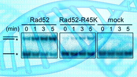 「がん遺伝子」として働くのか？組換え酵素Rad52が染色体異常を引き起こすことを発見